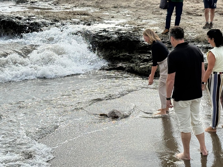 Récord en la Región con la liberación de 11 tortugas bobas en 2026 tras su recuperación en Águilas